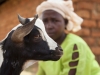 Microcredit and AIDS, Veronica, 28, was stolen 9 goats out of ten